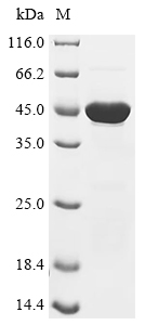 Recombinant Human GrpE protein homolog 1, mitochondrial (GRPEL1)