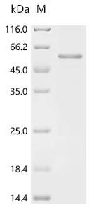 Recombinant Rat Latent transforming growth factor beta binding protein 4 (Ltbp4), partial