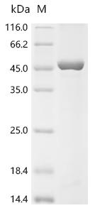 Recombinant Human Formin-2 (FMN2), partial