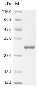 Recombinant Mouse Complement component C8 gamma chain (C8g)
