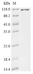Recombinant Human RNA cytosine C(5)-methyltransferase NSUN2 (NSUN2)