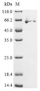 Recombinant Vaccinia virus Protein OPG154 (OPG154), Biotinylated