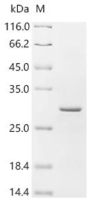 Recombinant Mouse Synaptotagmin-like protein 1 (Sytl1), partial