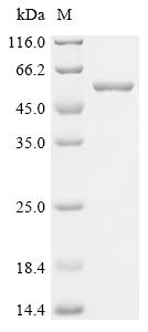 Recombinant Glutamicibacter nicotianae Adenylate cyclase (cya)