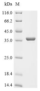 Recombinant Shigella flexneri Nucleoside-specific channel-forming protein tsx (tsx)