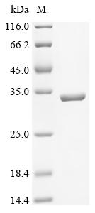 Recombinant Enterobacteria phage T4 Sliding clamp (45)