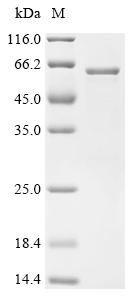 Recombinant Human Transcriptional regulator ERG (ERG) (Δ239-245)