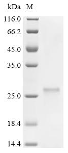 Recombinant Human Small ribosomal subunit protein uS12 (RPS23)
