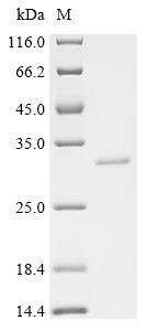 Recombinant Shigella sonnei Flagellar L-ring protein (flgH)