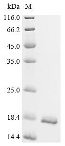 Recombinant Shigella flexneri Phosphatidylglycerophosphatase B (pgpB), partial