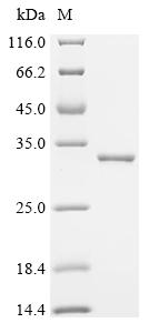 Recombinant Escherichia coli ABC transporter arginine-binding protein 1 (artJ)