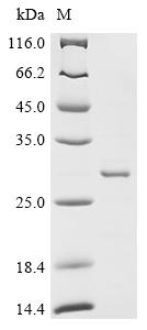 Recombinant Escherichia coli Glutamate/aspartate import permease protein GltK (gltK), partial