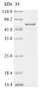 Recombinant Mouse Phosphorylated adapter RNA export protein (Phax)