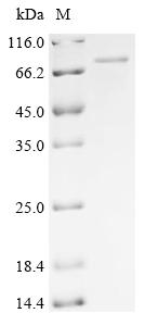 Recombinant Murid herpesvirus 1 Envelope glycoprotein L (gL), Biotinylated