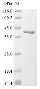 Recombinant Glycine max Seed biotin-containing protein SBP65 (SBP65)