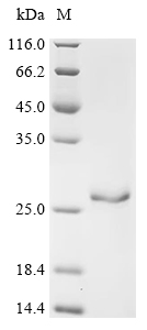 Recombinant Human Small ribosomal subunit protein eS25 (RPS25)