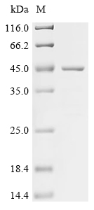 Recombinant Human SPARC-related modular calcium-binding protein 1(SMOC1), partial