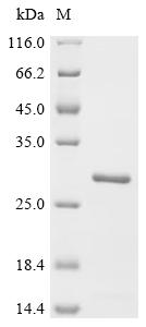 Recombinant Shigella flexneri Peptidoglycan-associated lipoprotein (pal)