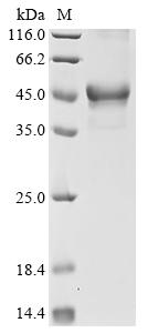 Recombinant Human Protein fosB (FOSB)