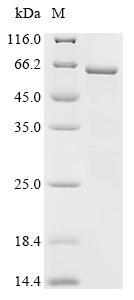 Recombinant Human Protein boule-like (BOLL)