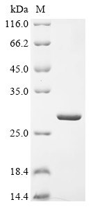 Recombinant Neisseria gonorrhoeae Dihydrofolate reductase (folA)