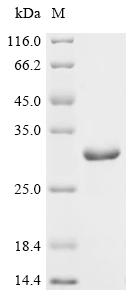 Recombinant Shigella sonnei LPS-assembly protein lptD (lptD), partial