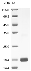 Recombinant Pinctada fucata Extrapallial fluid protein EP18 (N82H)