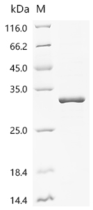Recombinant Human Haptoglobin (HP), partial