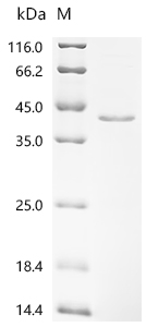 Recombinant Arabidopsis thaliana Gibberellin-regulated protein 14 (GASA14)