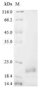 Recombinant Mouse Alpha-defensin 3 (Defa3)