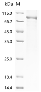 Recombinant Human DNA polymerase theta (POLQ), partial