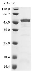 Recombinant Brugia malayi DDRGK domain-containing protein 1