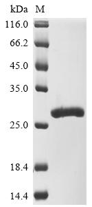 Recombinant Macaca mulatta Rhesus theta defensin-1/2 subunit B (RTD1B)