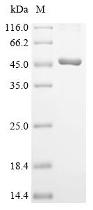 Recombinant Human Serine protease 23 (PRSS23)