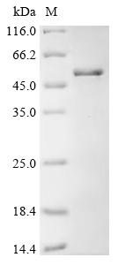 Recombinant Mouse Slit homolog 2 protein (Slit2), partial