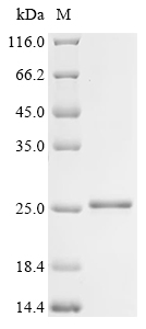 Recombinant Mouse Regenerating islet-derived protein 3-gamma (Reg3g), partial