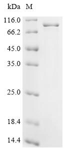 Recombinant Mouse Heterogeneous nuclear ribonucleoprotein L-like (Hnrpll)