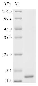 Recombinant Shigella flexneri Arginine ABC transporter permease protein ArtM (artM), partial