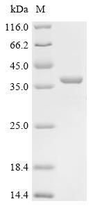 Recombinant Leptospira interrogans serogroup Icterohaemorrhagiae serovar Lai Flagellar filament 35 kDa core protein (flaB)