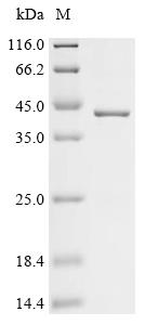 Recombinant African swine fever virus B646L (p72), partial