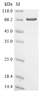 Recombinant Human papillomavirus type 18 Minor capsid protein L2 (L2)
