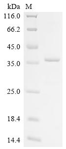 Recombinant Pinctada fucata Mantle gene 8