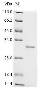 Recombinant Human Ras-related protein Rap-2c (RAP2C)