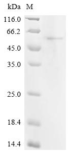 Recombinant Human YTH domain-containing family protein 2 (YTHDF2), partial