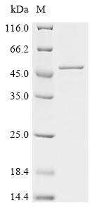 Recombinant Human Histone H3.3 (H3F3A), partial
