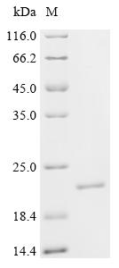 Recombinant Drosophila melanogaster Profilin (chic)