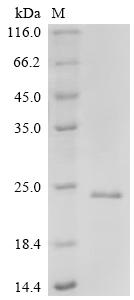 Recombinant Drosophila melanogaster FMRFamide receptor (FMRFaR), partial