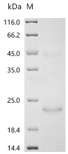 Recombinant Bovine Cation-independent mannose-6-phosphate receptor(IGF2R), partial