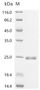 Recombinant Aspidelaps scutatus Cytotoxin homolog S3C2