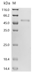 Recombinant Mouse Phenylalanine-4-hydroxylase (Pah)